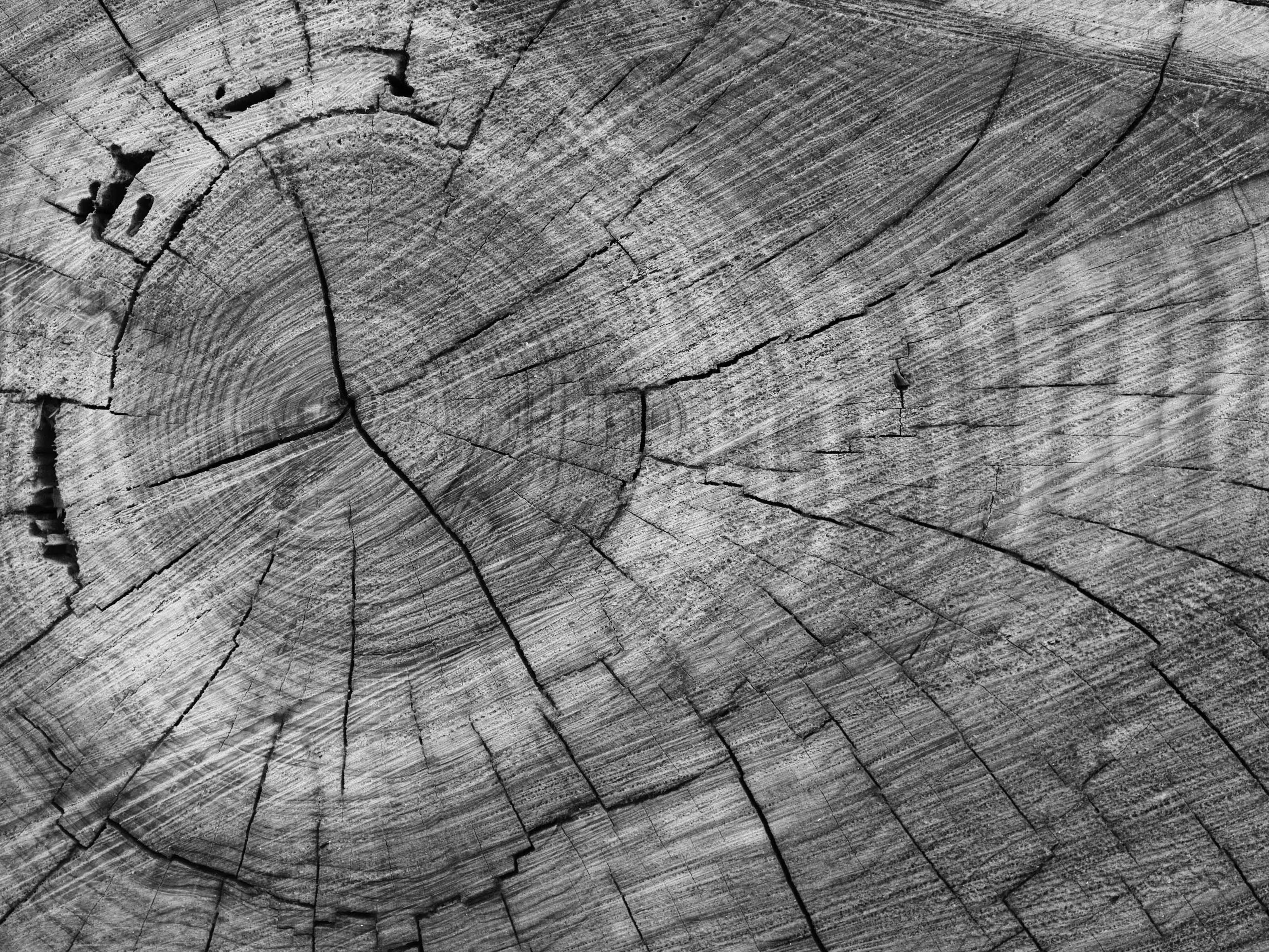 sarah worth fllDyJtRKAU unsplash bw